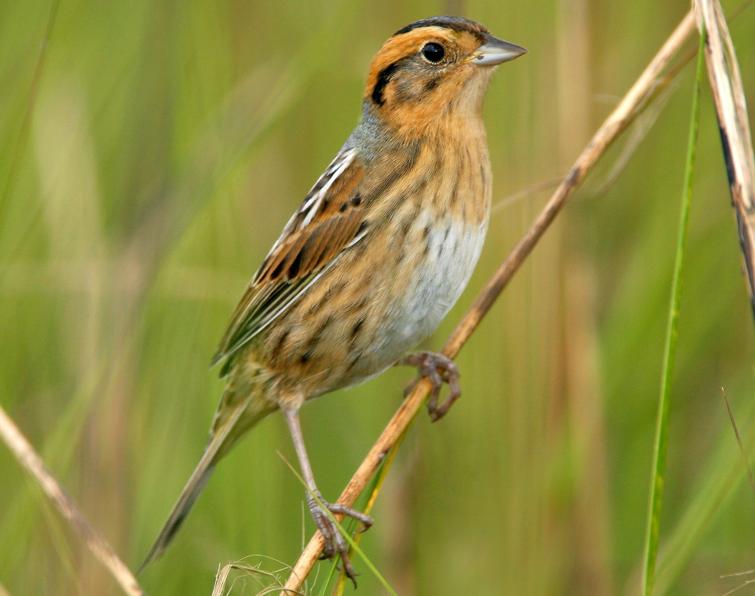 Image of Nelson's Sparrow