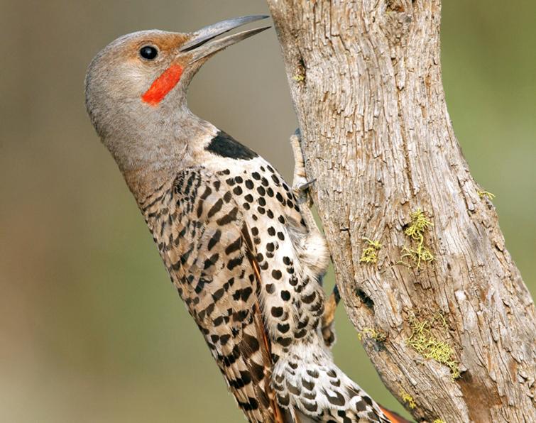 Image of Northern Flicker