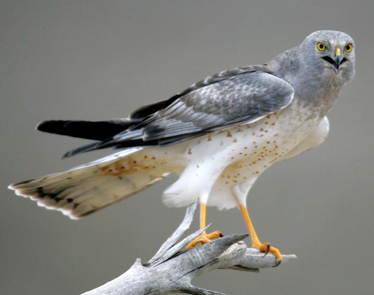 Image of Northern Harrier