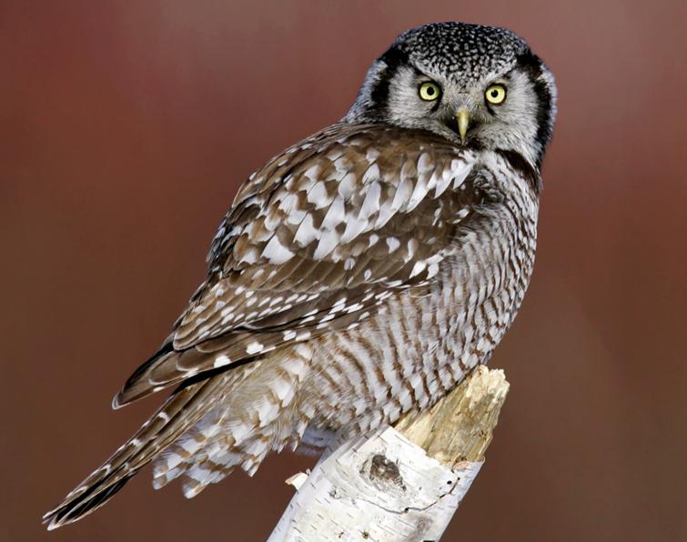 Image of Northern Hawk Owl