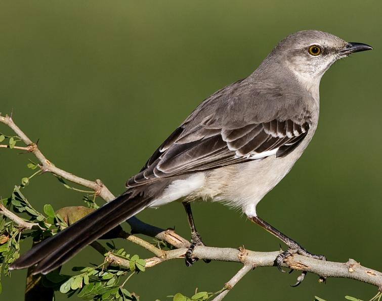 Image of Northern Mockingbird