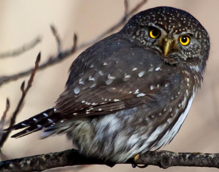 Image of Northern Pygmy-Owl