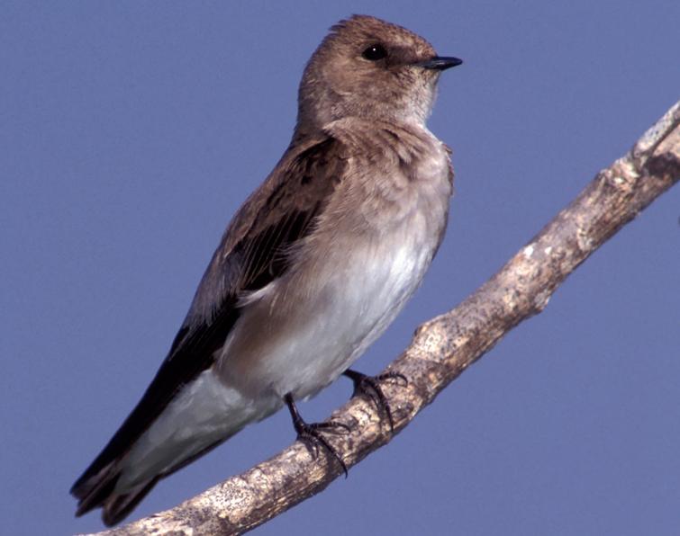 Image of Northern Rough-winged Swallow
