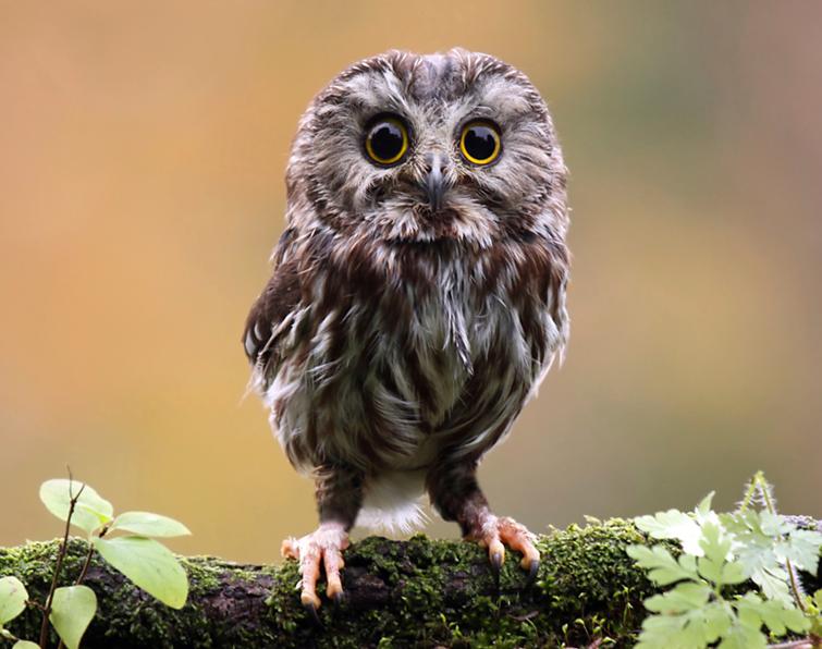 Image of Northern Saw-whet Owl