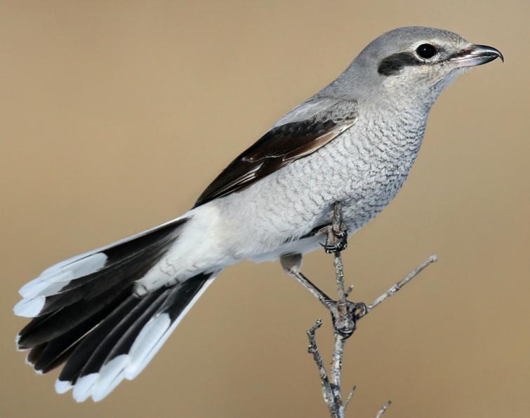 Image of Northern Shrike