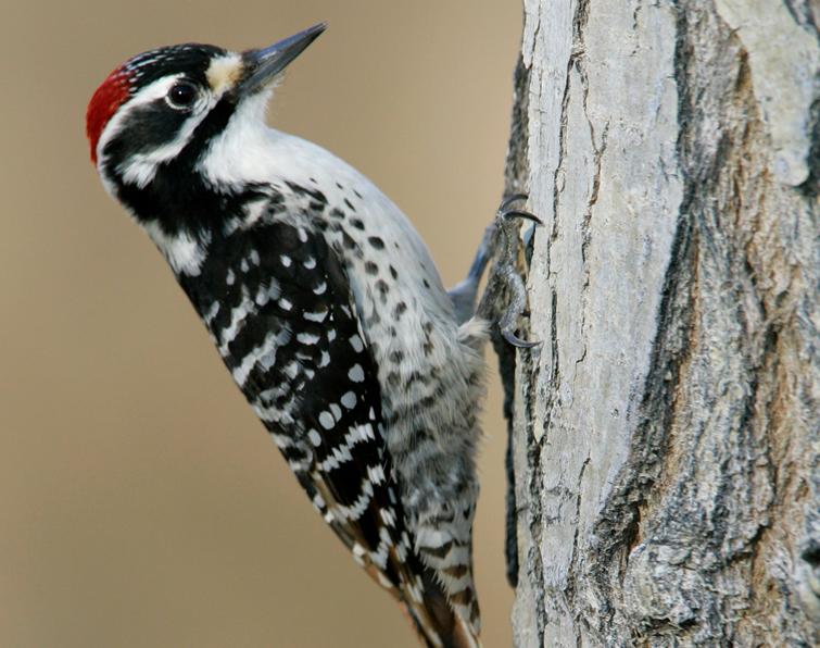 Image of Nuttall's Woodpecker