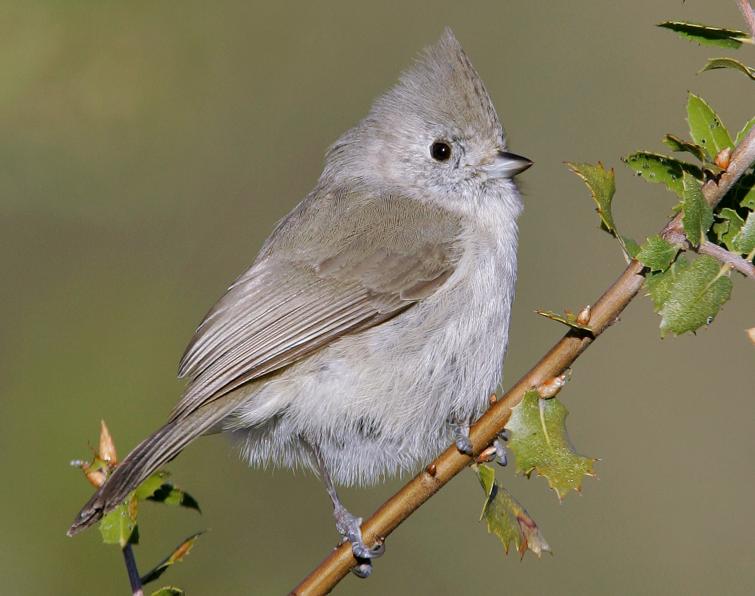 Image of Oak Titmouse