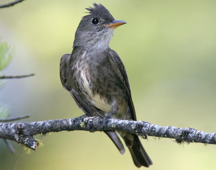Image of Olive-sided Flycatcher