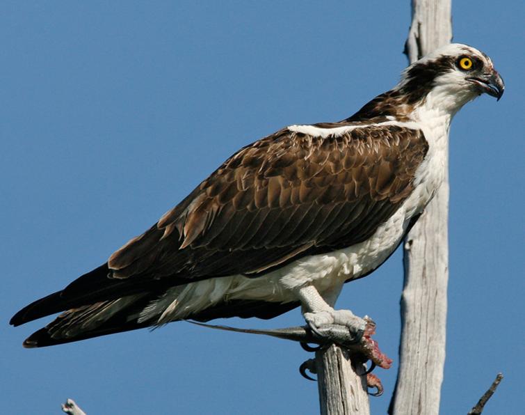 Image of Osprey