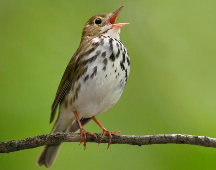 Ovenbird Songs and Calls - Larkwire