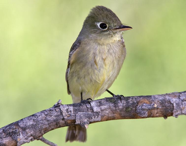 Image of Pacific-slope Flycatcher