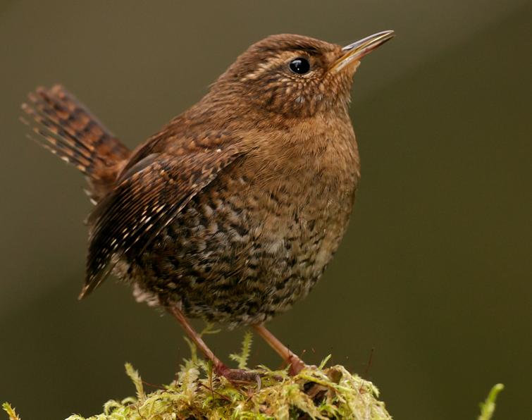 Image of Pacific Wren