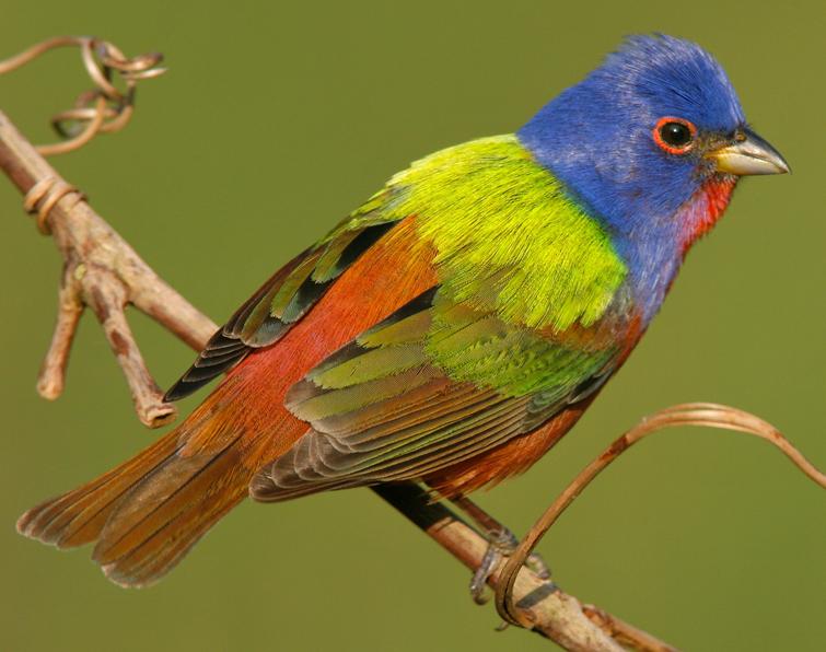 Image of Painted Bunting