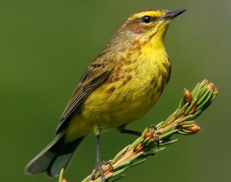 Image of Palm Warbler