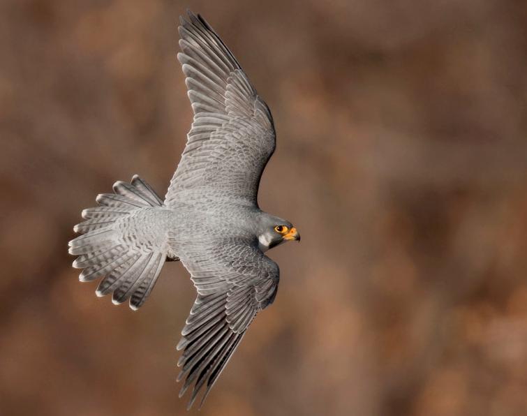 Image of Peregrine Falcon