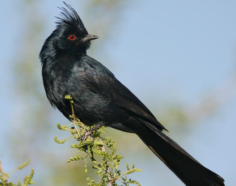 Image of Phainopepla