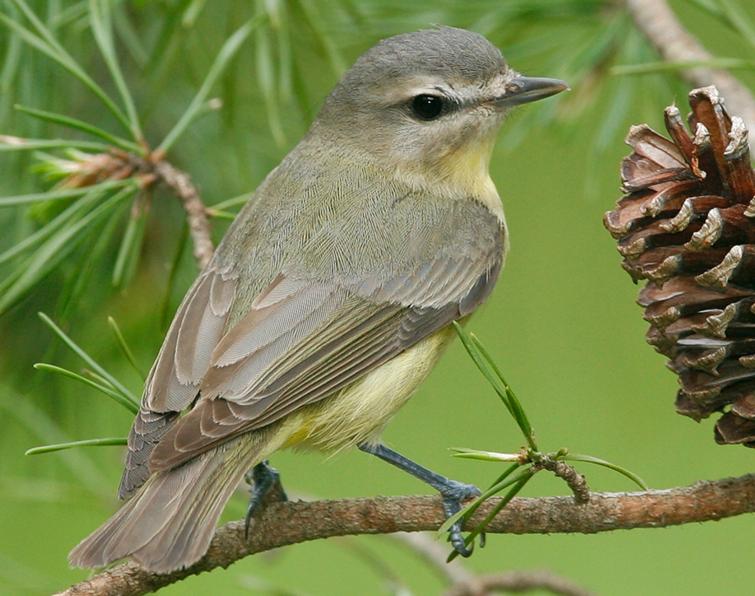 Image of Philadelphia Vireo