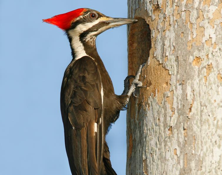 Image of Pileated Woodpecker