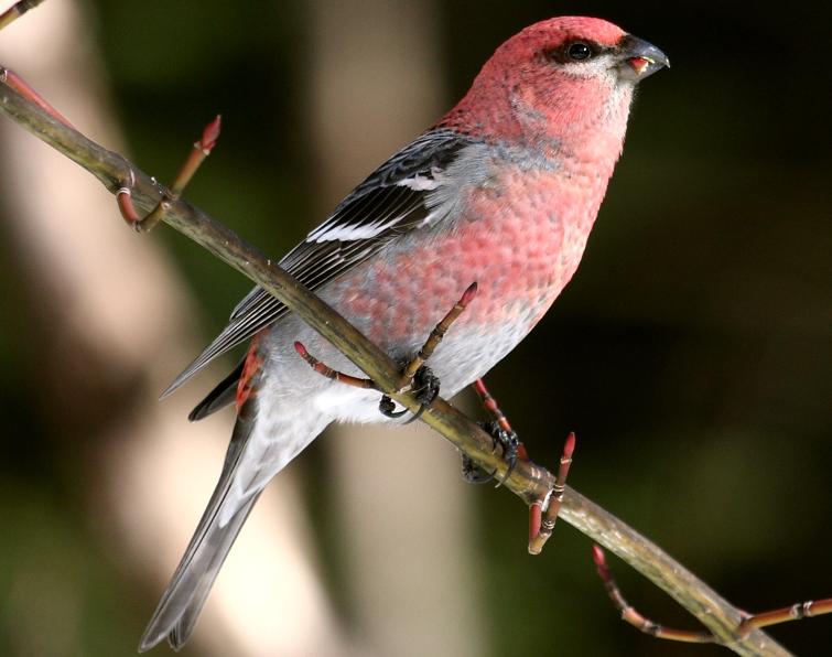 Image of Pine Grosbeak