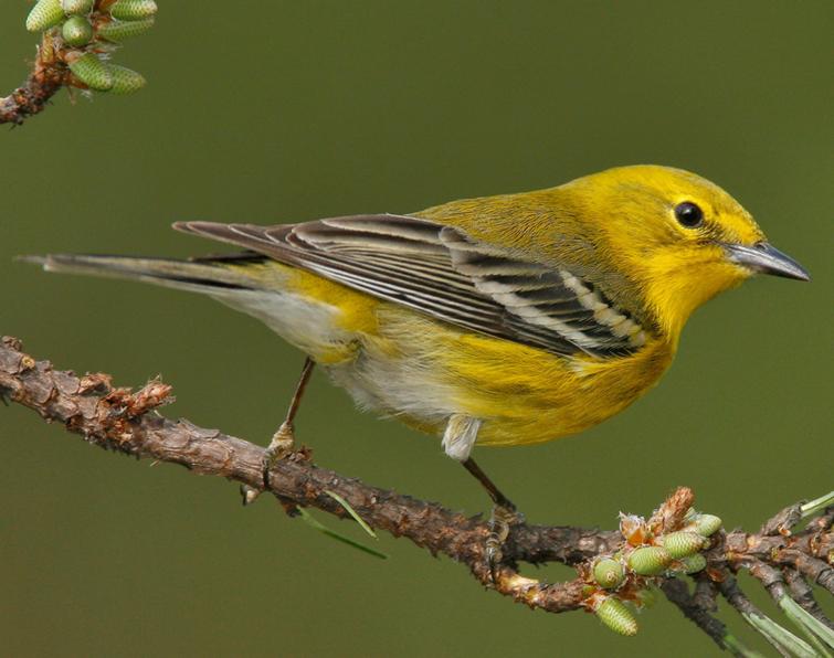 Image of Pine Warbler