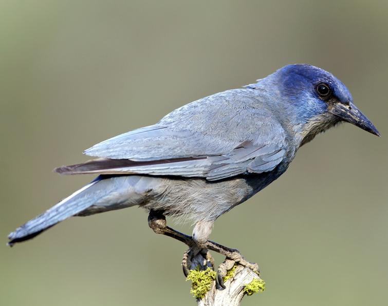 Image of Pinyon Jay