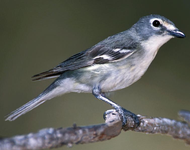 Image of Plumbeous Vireo