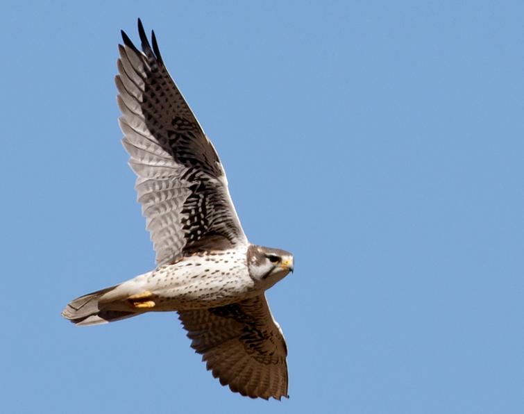 Image of Prairie Falcon