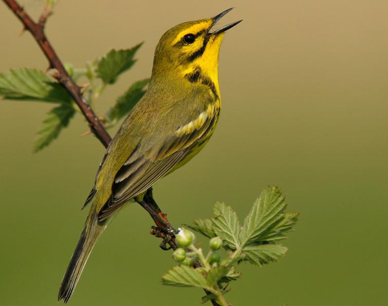 Image of Prairie Warbler