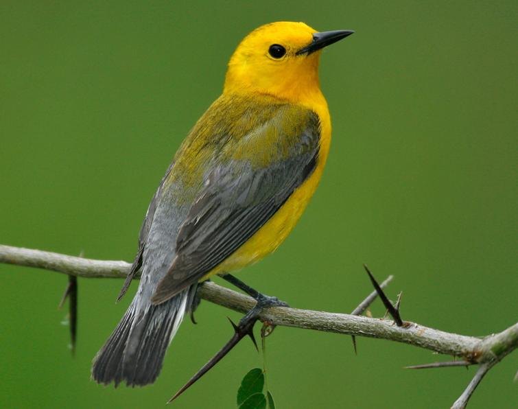 Image of Prothonotary Warbler