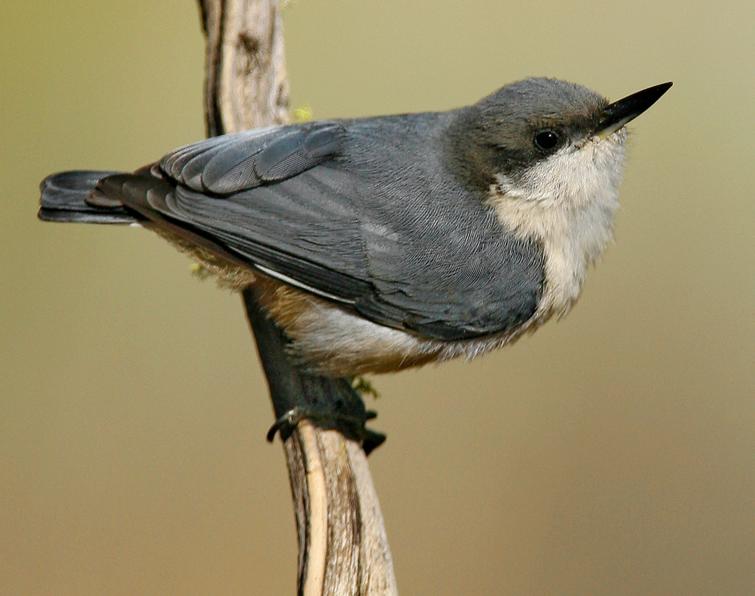 Image of Pygmy Nuthatch