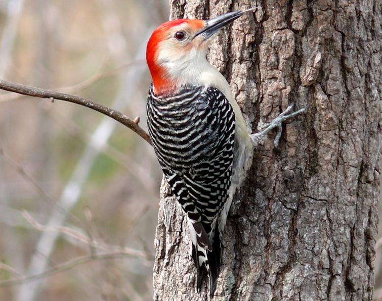 Image of Red-bellied Woodpecker