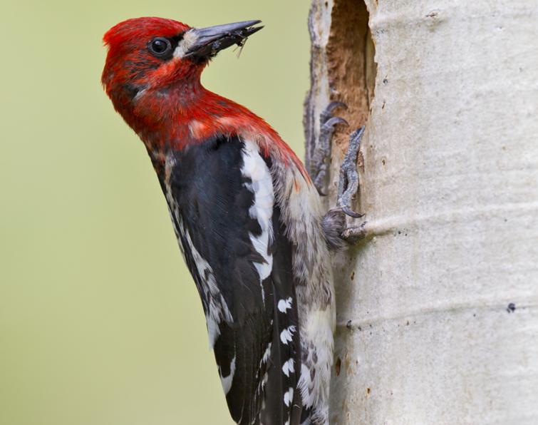 Image of Red-breasted Sapsucker