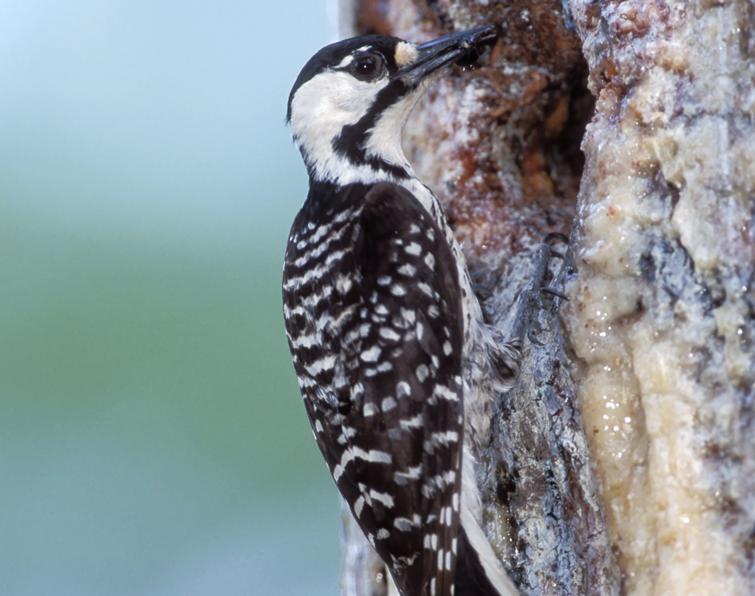 Image of Red-cockaded Woodpecker