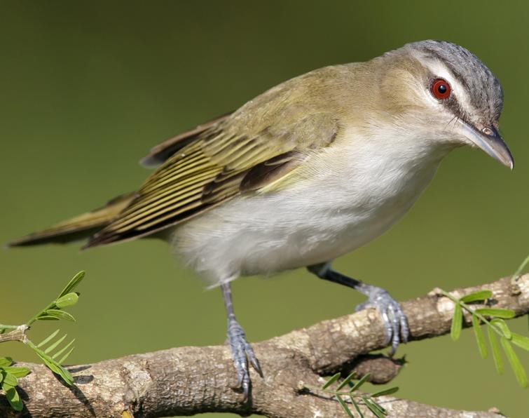 Image of Red-eyed Vireo