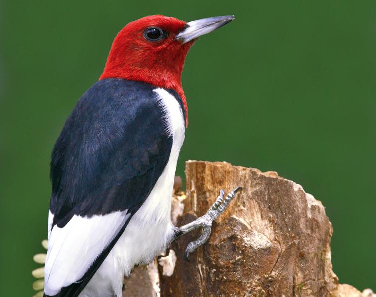 Image of Red-headed Woodpecker