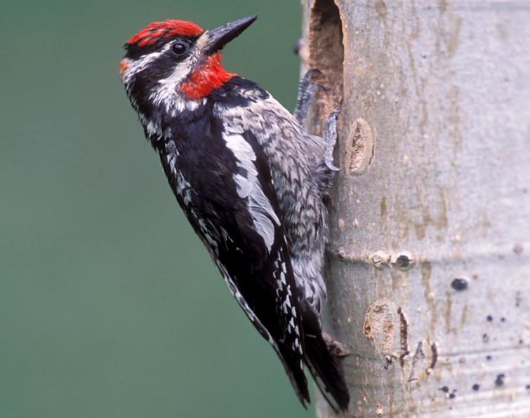 Image of Red-naped Sapsucker