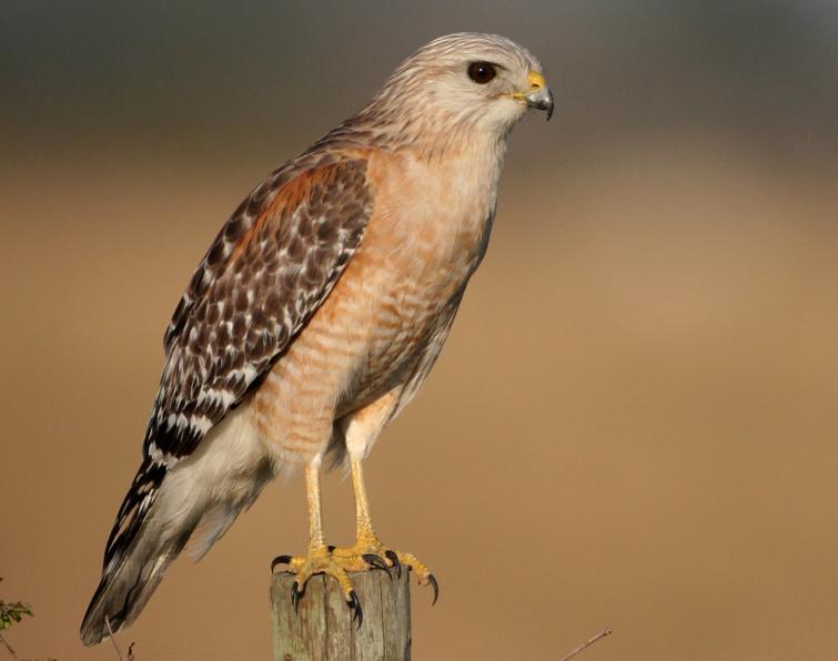 Image of Red-shouldered Hawk