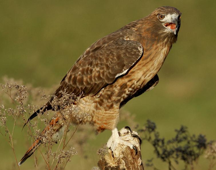 Image of Red-tailed Hawk