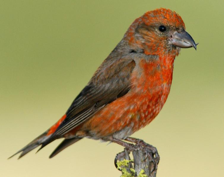 Image of Red Crossbill