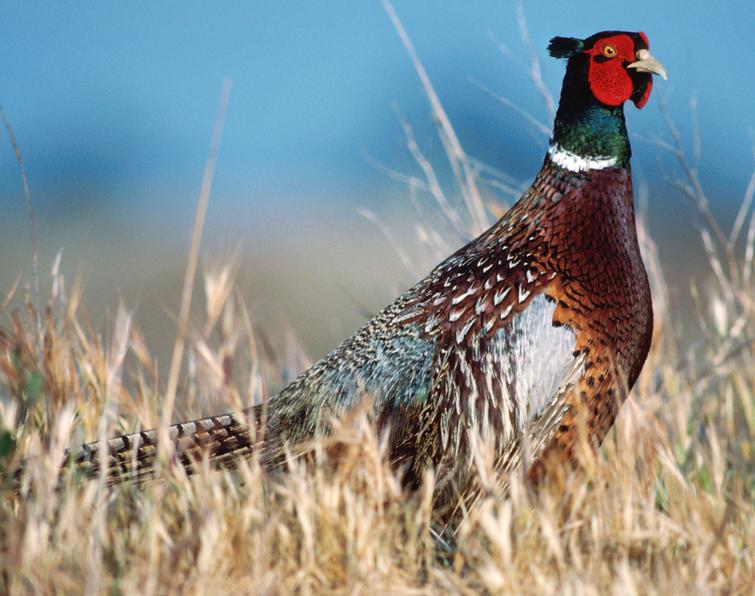 Image of Ring-necked Pheasant