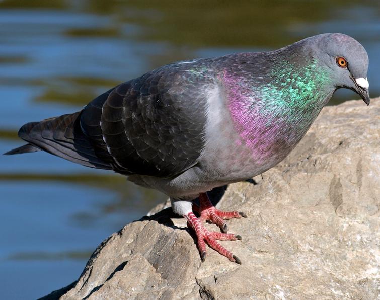 Image of Rock Pigeon