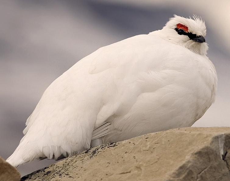 Image of Rock Ptarmigan