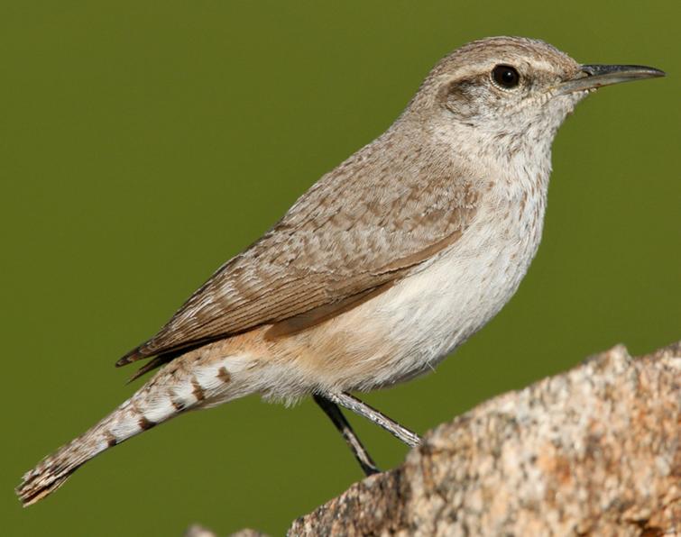 Image of Rock Wren