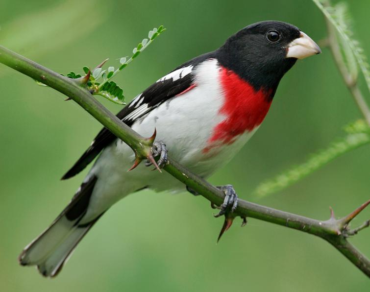 Image of Rose-breasted Grosbeak