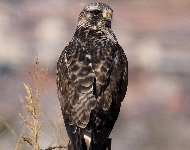 Image of Rough-legged Hawk