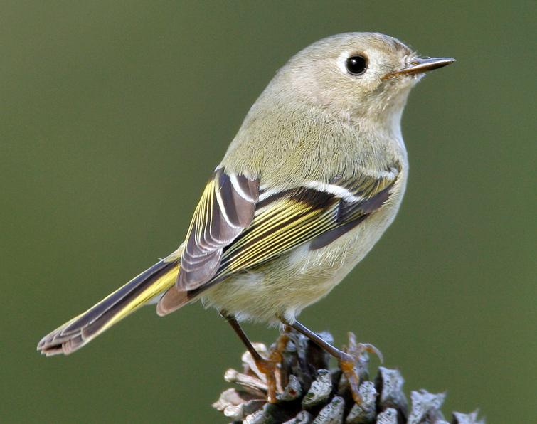 Image of Ruby-crowned Kinglet