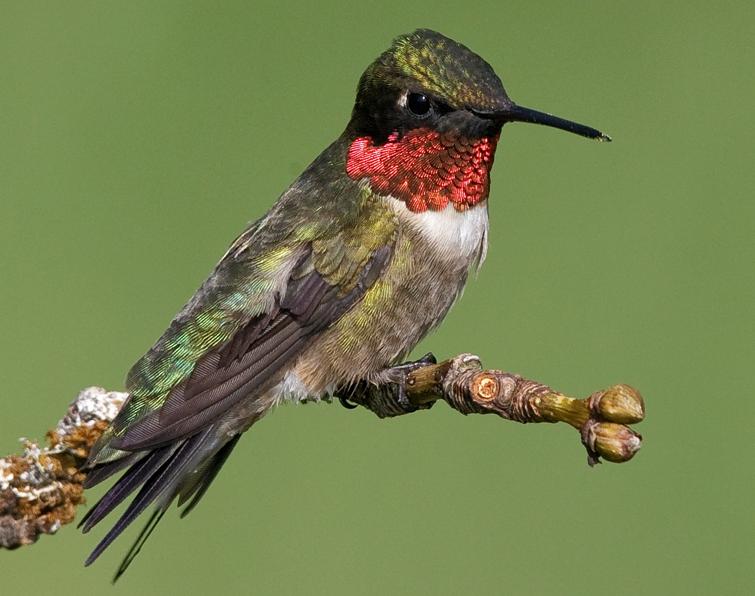 Image of Ruby-throated Hummingbird