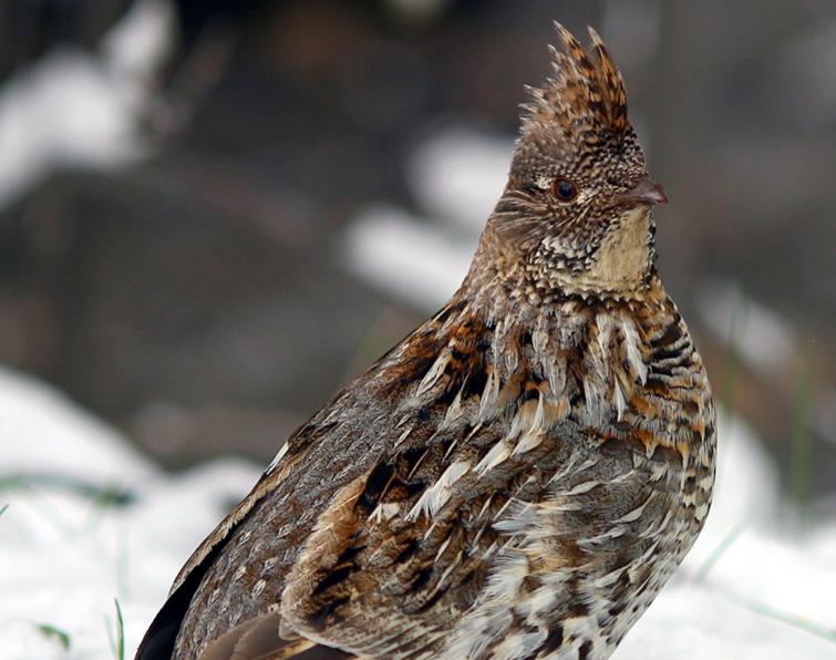 Image of Ruffed Grouse