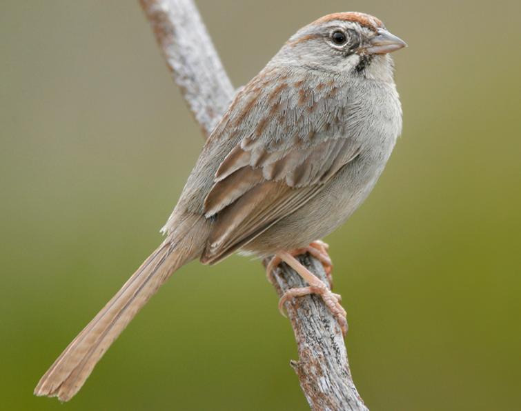 Image of Rufous-crowned Sparrow