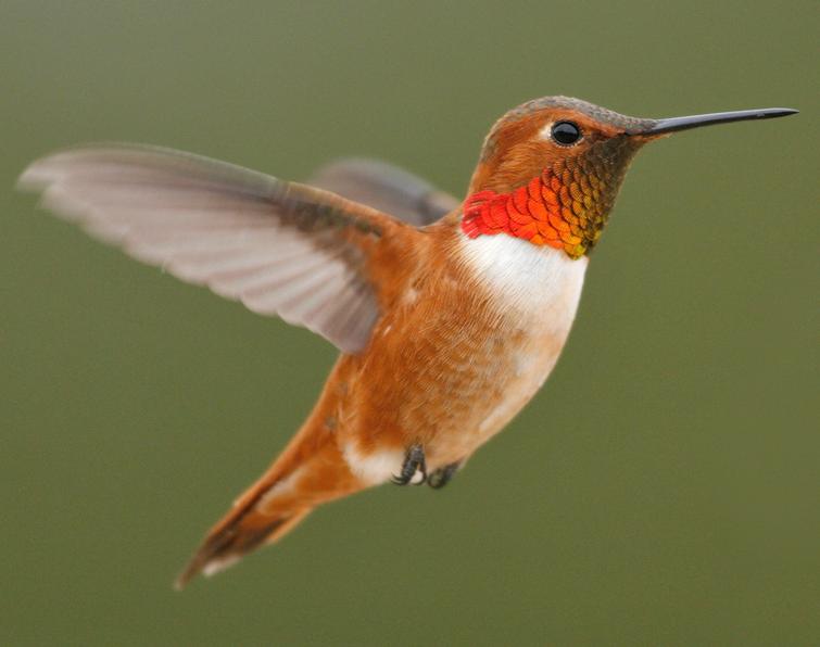 Image of Rufous Hummingbird